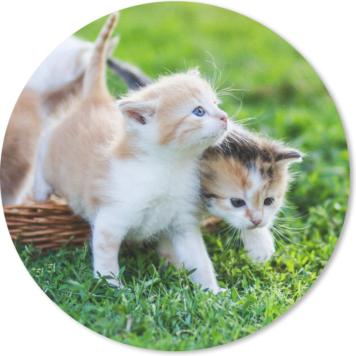 Muismat rond 50x50 cm - Mousepad Kittens - Kat - Mand - Meisjes - Kinderen - Jongens - Kids - Ronde muismatten