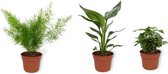 Set van 3 Kamerplanten - Coffea Arabica & Strelitzia Reginae & Asparagus Sprengeri - ±  30cm hoog - 12cm diameter