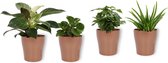 Set van 4 Kamerplanten - Aloe Vera & Peperomia Green Gold & Coffea Arabica & Philodendron White Wave - ± 25cm hoog - 12cm diameter