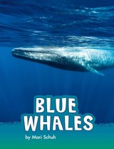 Animals - Blue Whales