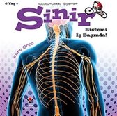 Sinir Sistemi İş Başında!   Vücudumuzdaki Sistemler