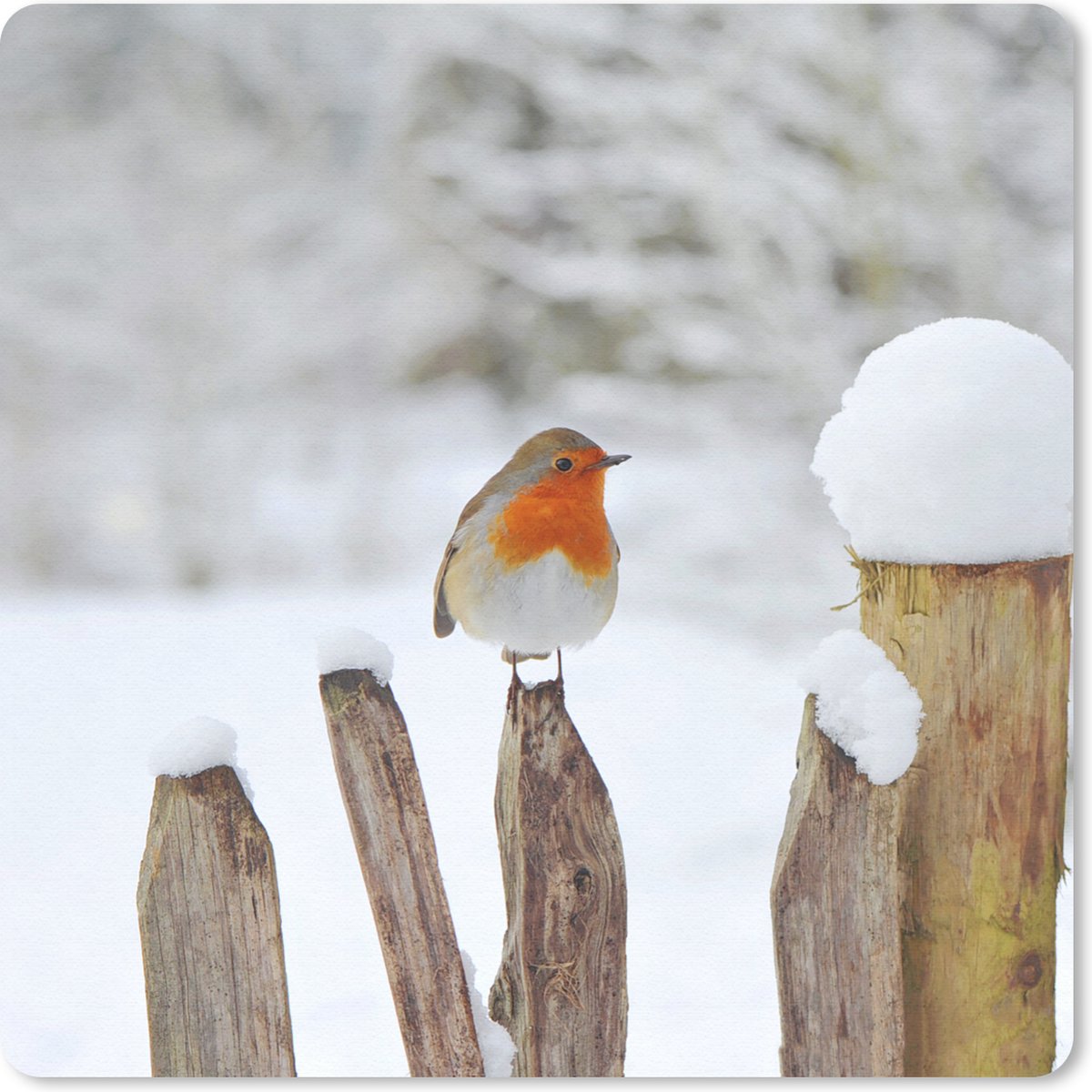 Muismat 20x20 cm - Mousepad Vogel - Hek - Sneeuw - Muismatten