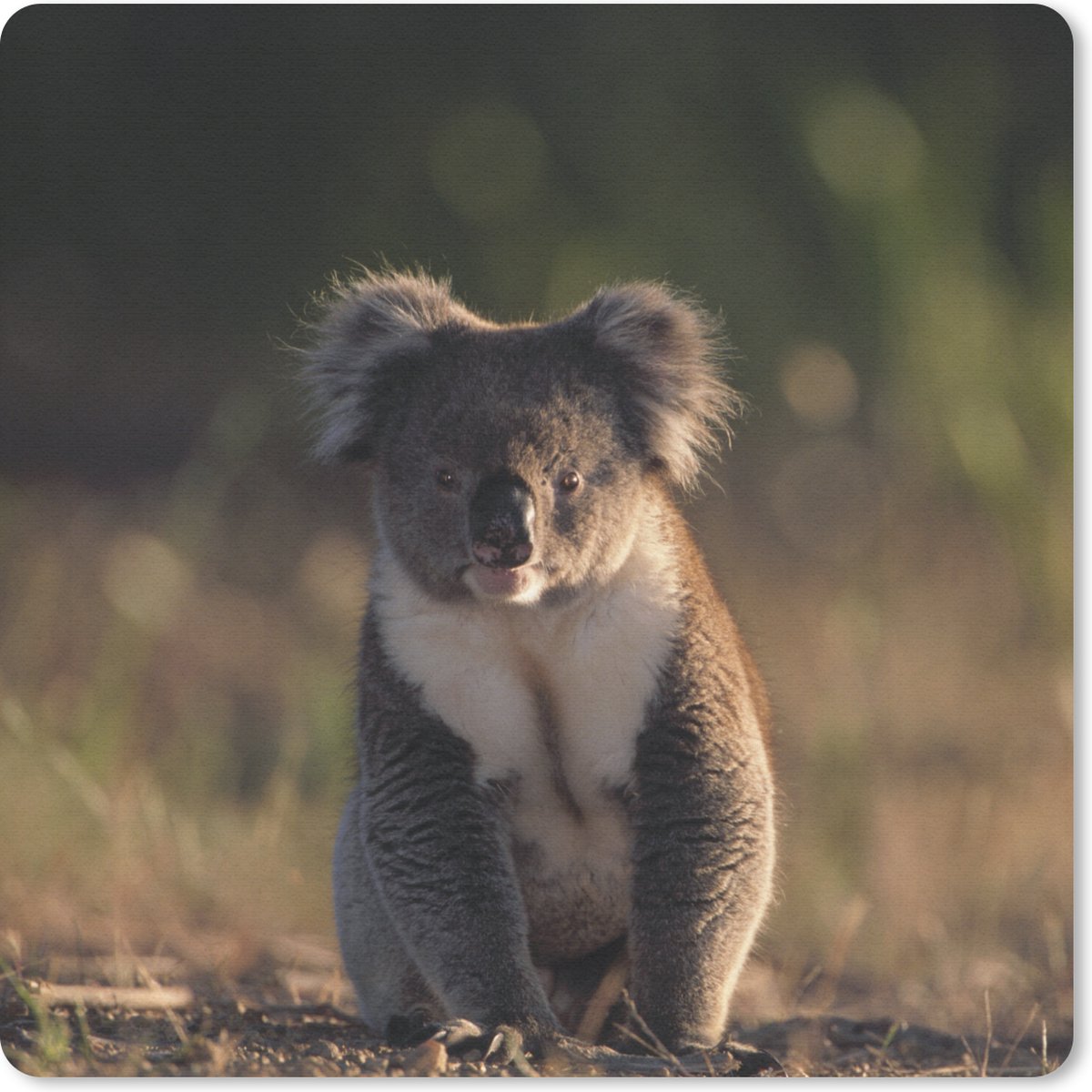 Muismat 30x30 cm - Mousepad Koala - Zon - Dier - Kinderen - Jongens - Meisjes - Muismatten