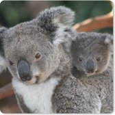 Muismat Klein - Koala's - Vader - Kind - Kinderen - Jongens - Meisjes - 20x20 cm