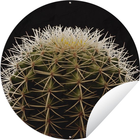 Tuincirkel Een close up van een doornen op cactus op een zwarte achtergrond - 60x60 cm - Ronde Tuinposter - Buiten