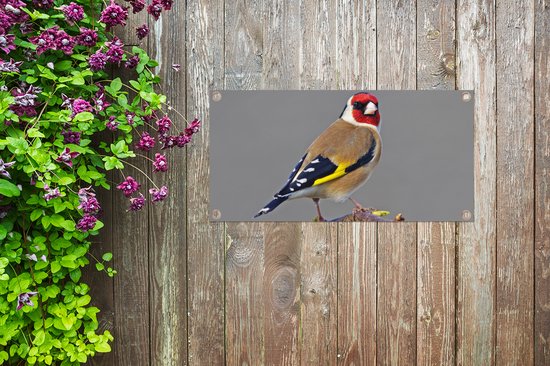 Poster de jardin Un chardonneret regarde droit dans l'appareil photo - 60x30 cm