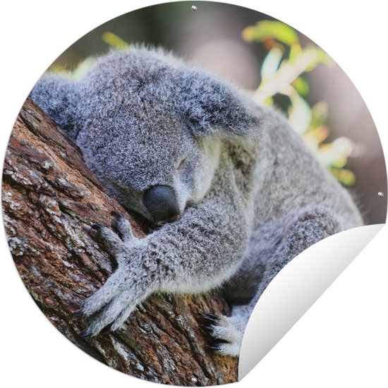 Tuincirkel Koala - Boomstam - Knuffel - Kids - Jongens - Meiden - 120x120 cm - Ronde Tuinposter - Buiten XXL / Groot formaat!