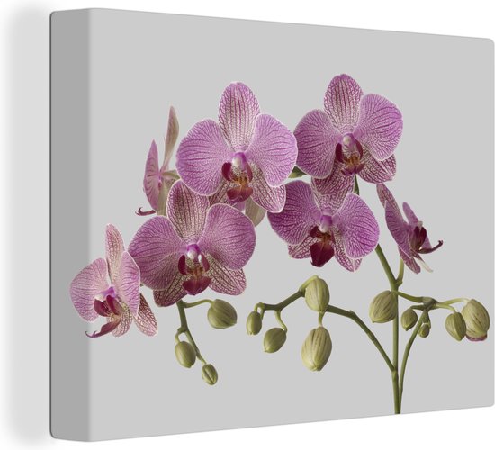 Canvas Schilderij Orchideeën op grijze achtergrond - 40x30 cm - Wanddecoratie