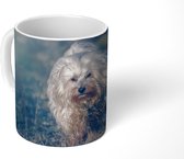 Mok - Koffiemok - Zonnestralen langs de Maltezer hond - Mokken - 350 ML - Beker - Koffiemokken - Theemok