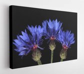 Blauwe korenbloemen geïsoleerd op zwart - Modern Art Canvas - Horizontaal - 1730606716 - 80*60 Horizontal