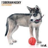 Siberian Husky Kalender 2022 Modern