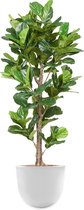 HTT - Kunstplant Ficus Lyrata in Eggy wit H200 cm