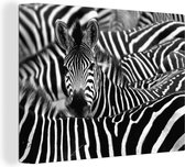 Canvas Schilderij Zebra - Zwart - Wit - 120x90 cm - Wanddecoratie