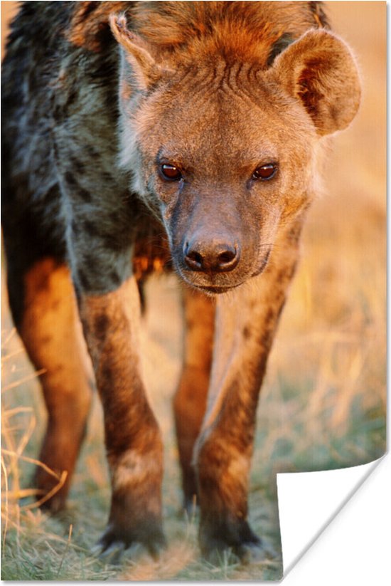 Hyena loopt op een vlakte tijdens zonsondergang Poster 40x60 cm - Foto print op Poster (wanddecoratie woonkamer / slaapkamer) / Wilde dieren Poster