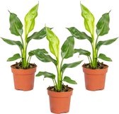3x Strelitzia Reginae - Paradijsvogelplant - Potplant - Groenblijvend - ⌀12 cm - 30-40 cm