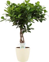 Hellogreen Kamerplant - Ficus Macrocarpa Moclame - Gevlochten stam - 65 cm - ELHO sierpot Soap