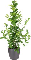 Kamerplant van Botanicly – Vijgenboom incl. sierpot antraciet als set – Hoogte: 105 cm – Ficus Moclame