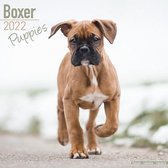Boxer Puppies - Boxer Welpen 2022 - 18-Monatskalender mit fr