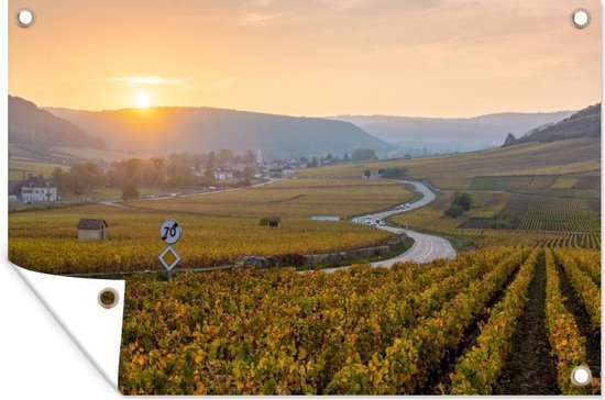 Wijngaard - Zon - Bourgogne