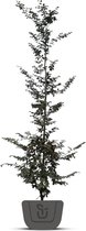 Rode Beuk | Fagus sylvatica Atropunicea | Stamomtrek: 14-16 cm