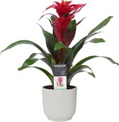 Bloem van Botanicly – Guzmania in witte ELHO plastic pot als set – Hoogte: 40 cm – Guzmania Optima Rood