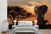 Behang - Fotobehang Olifant - Boom - Afrika - Breedte 525 cm x hoogte 350 cm