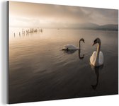 Swans in Lake Yamnaka Aluminium 120x80 cm - Tirage photo sur aluminium (décoration murale en métal)
