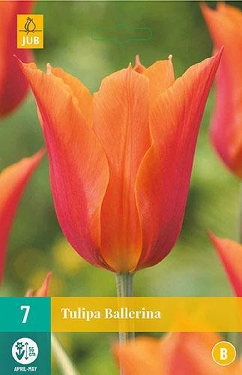 X 7 Tulipa Ballerina