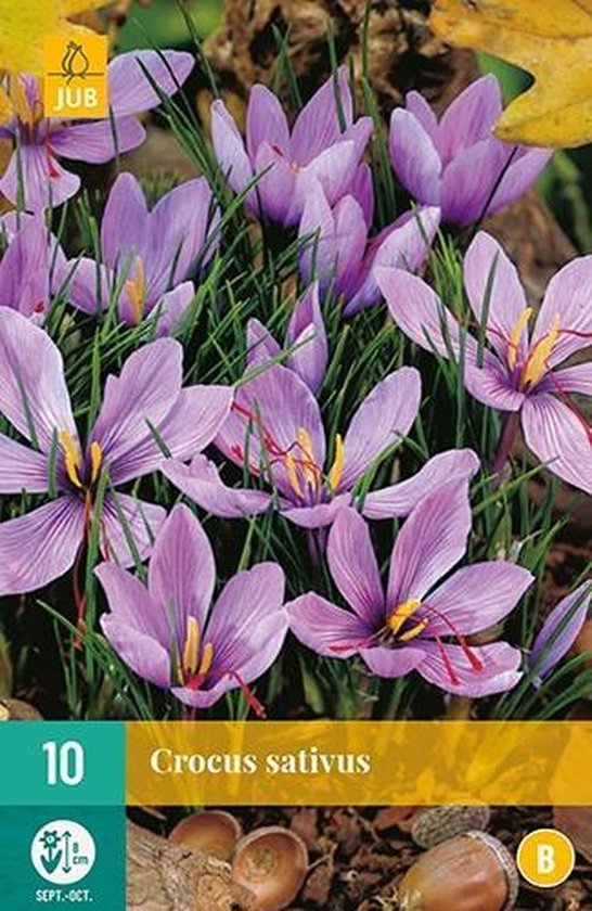 Jub Holland krokus bloembollen - Crocus sativus - 10 stuks