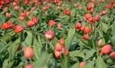 Fotobehang van een veld met rode tulpen 350 x 260 cm