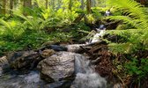 Fotobehang van idyllisch bosbeekje met waterval in varenbos 350 x 260 cm - € 235,--