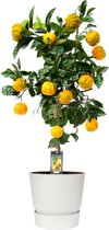 Fruitgewas van Botanicly – Citrus Canaliculata in witte ELHO plastic pot als set – Hoogte: 85 cm