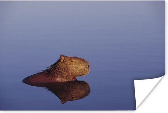 Affiche Un Capybara se reposant dans l'eau les yeux fermés - 30x20 cm