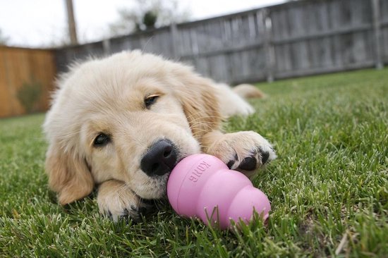 Een gouden retriever pup ligt op het gras met een roze KONG in zijn bek.