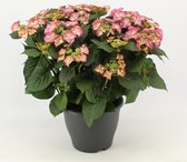Bloem van Botanicly – Hortensia – Hoogte: 50 cm – Hydrangea macrophylla Tiffany