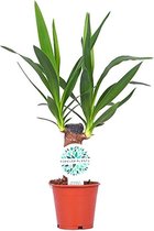 Kamerplant van Botanicly – Palmlelie – Hoogte: 45 cm – Yucca