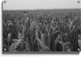 Walljar - Field Of Barley - Muurdecoratie - Plexiglas schilderij