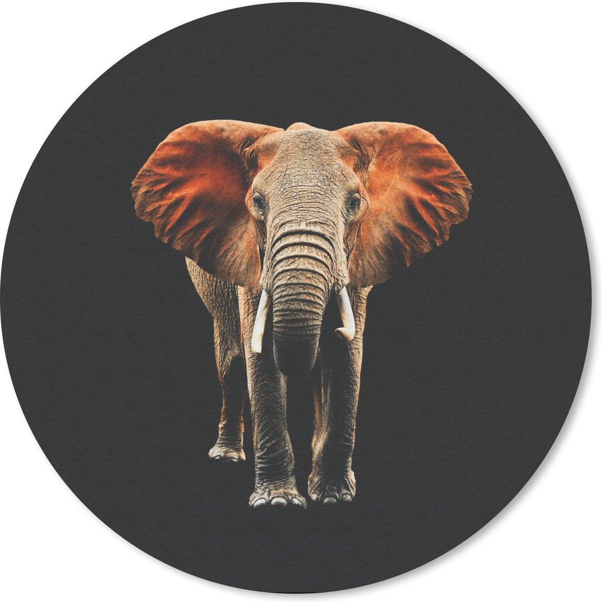 Muismat - Mousepad - Rond - Olifant - Dieren - Tanden - 40x40 cm - Ronde muismat