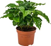 Bol.com Coffea Arabica - Koffieplant - Kamerplant - Groene plant voor binnen - ⌀12 cm - 25 cm aanbieding
