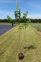 Jonge Zevenzonenboom | Heptacodium miconioides | 150-200cm hoogte