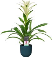 FloraExpert - Guzmania - 60 Cm - Ø 14