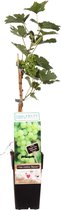 Vitis Bianca (druif)