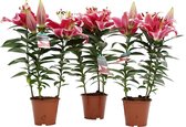 Potlelie roze 3 stuks  13cm - Lilium - Hoogte: ↑ 40 cm - Zon - Waterbehoefte: gemiddeld - diameter pot: 13 cm Lilium