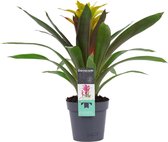 Bromelia Fancy - Guzmania - Hoogte: ↑ 40 cm - Zon - Waterbehoefte: Weinig - diameter pot: 13 cm