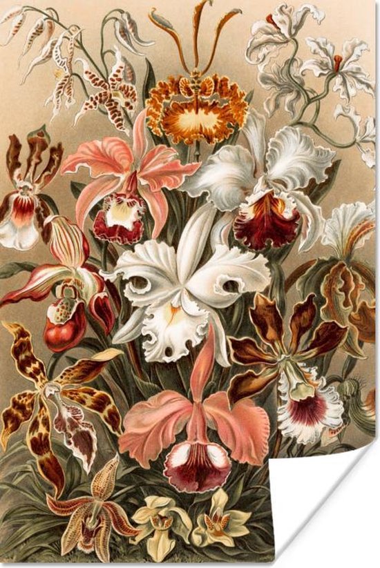 Poster Orchidee - Ernst Haeckel - 20x30 cm