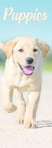 Puppies - Welpen 2022