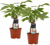 Kamerplanten van Botanicly – 2 × Geldboom – Hoogte: 45 cm – Pachira aquatica
