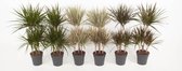 Kamerplanten van Botanicly – 6 × Drakenboom – Hoogte: 100 cm – Dracaena marginata mix