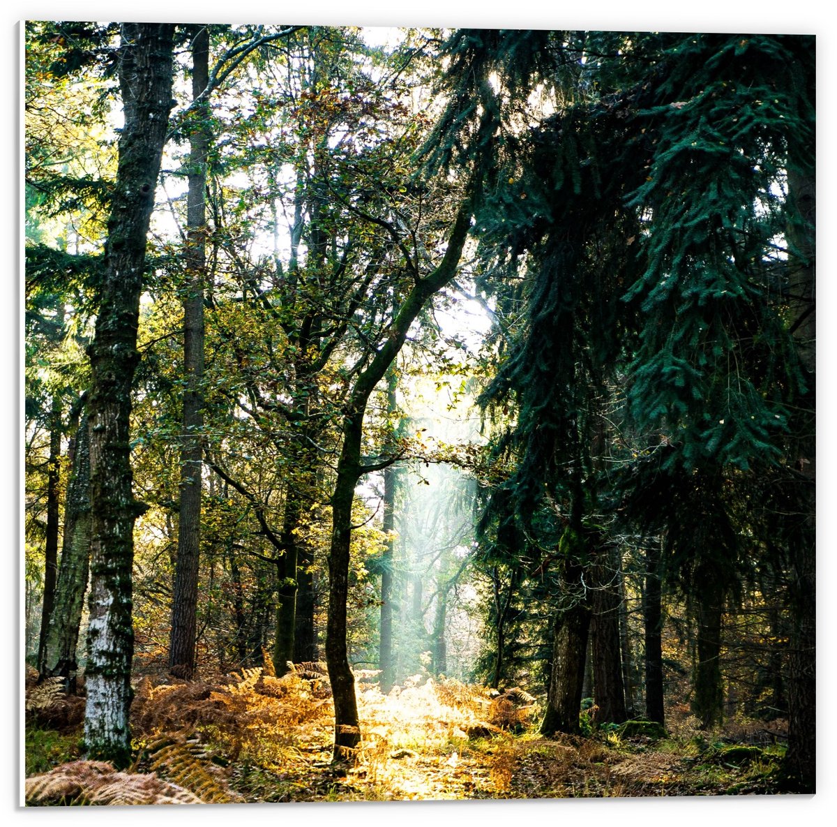 KuijsFotoprint Forex - Zonnestraal in het Bos - 50x50cm Foto op Forex Groen
