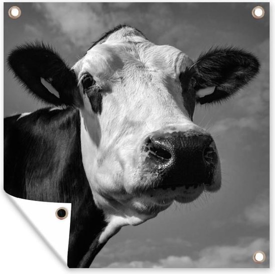 Tuinposters Een Friese koe met een witte kop - zwart wit - 50x50 cm - Tuindoek - Buitenposter